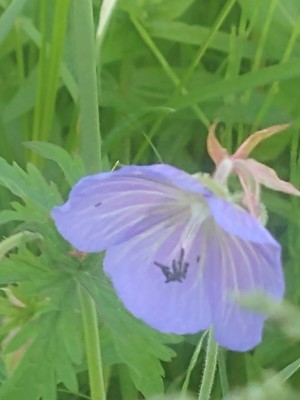 photo of Meadow Crane's Bill
