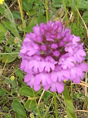 photo of Pyramidal Orchid