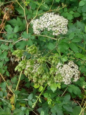 photo of Hogweed