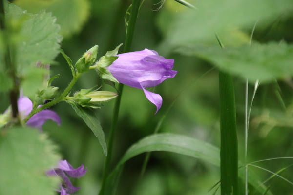 photo of Nettle Leaved Bellflower