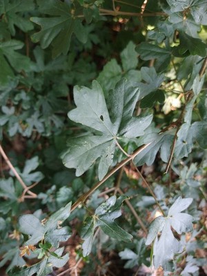 photo of Field Maple