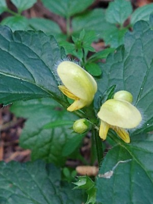 photo of Yellow Archangel