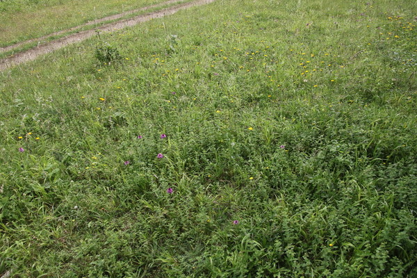 photo of Pyramidal Orchid