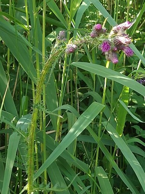photo of Marsh Thistle