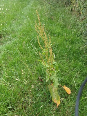 photo of Broad Leaved Dock