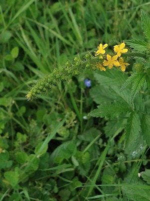 photo of Agrimony
