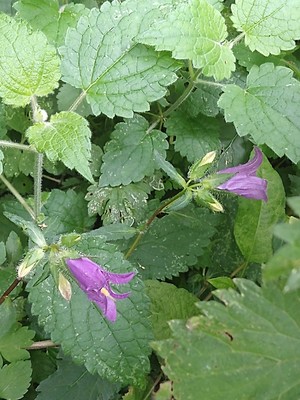 photo of Clustered Bellfower