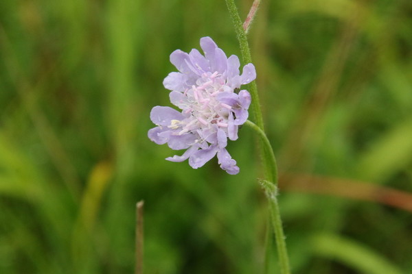 photo of Small Scabious
