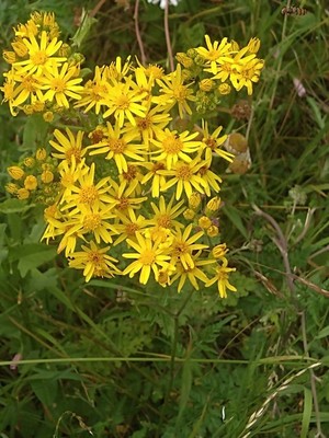 photo of Ragwort