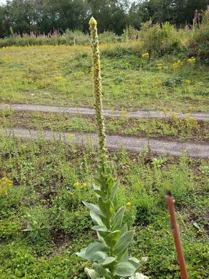 photo of Great Mullein