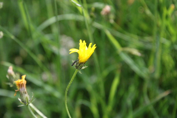 photo of Rough Hawk's Beard