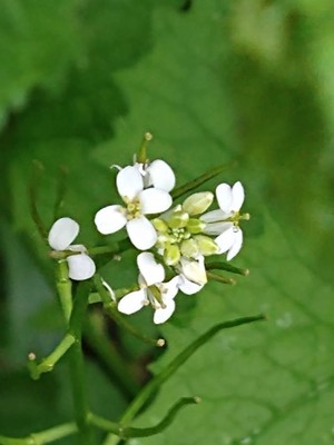 photo of Garlic Mustard