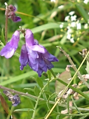 photo of Fodder Vetch