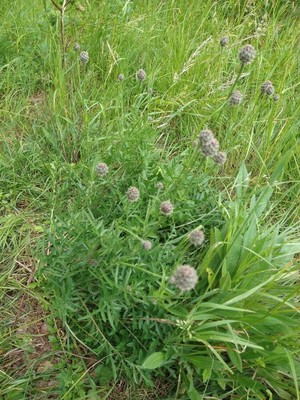 photo of Greater Knapweed
