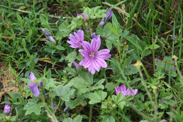 photo of Common Mallow