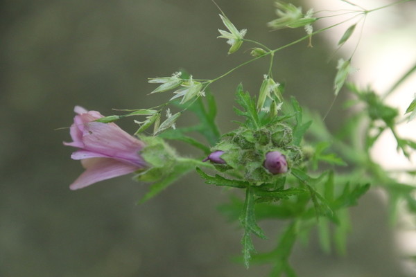 photo of Musk Mallow