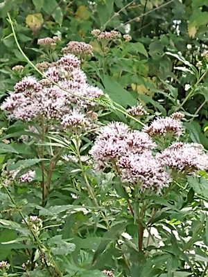 photo of Hemp Agrimony