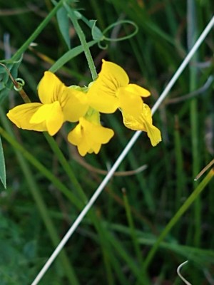 photo of Bird's Foot Trefoil