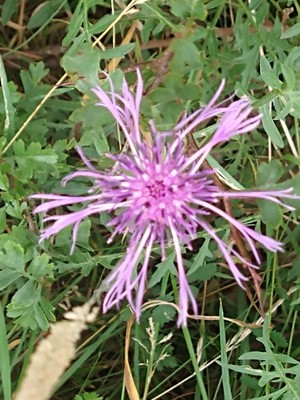 photo of Greater Knapweed