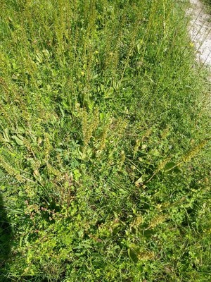 photo of Common Twayblade