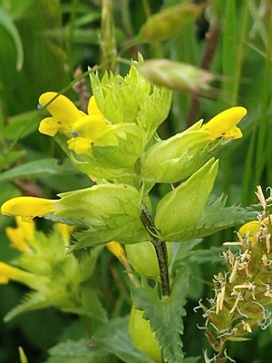 photo of Yellow Rattle