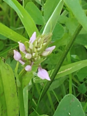 photo of Common Spotted Orchid