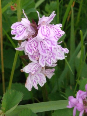 photo of Heath Spotted Orchid