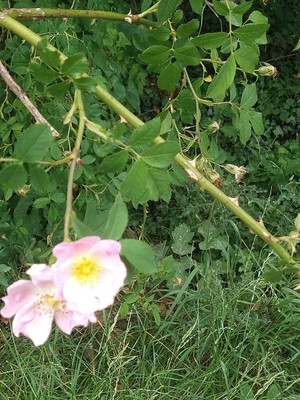 photo of Common Dog Rose
