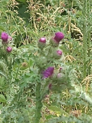 photo of Creeping Thistle
