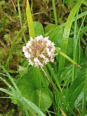 photo of White Clover