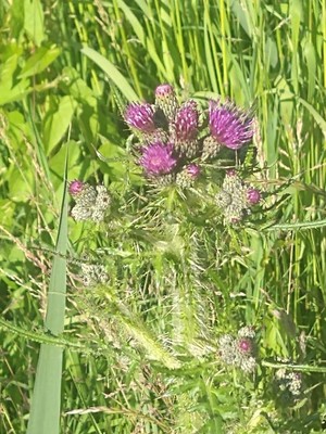 photo of Marsh Thistle