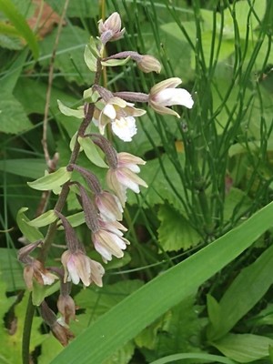 photo of Marsh Helleborine