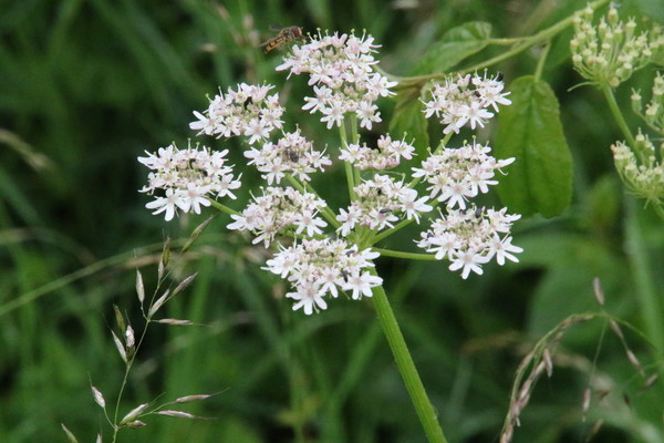 photo of Hogweed