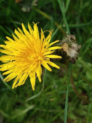 photo of Perennial Sow Thistle