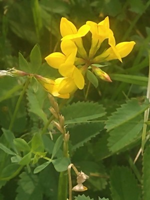 photo of Bird's Foot Trefoil
