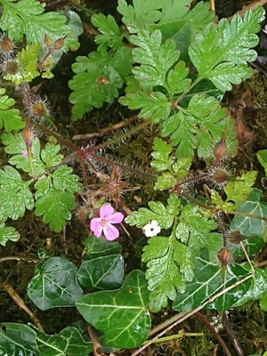 photo of Herb Robert