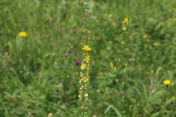photo of Agrimony