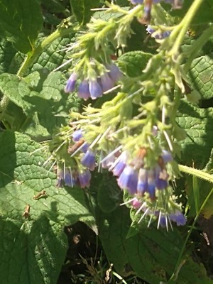 photo of Common Comfrey
