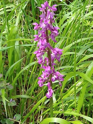 photo of Early Purple Orchid