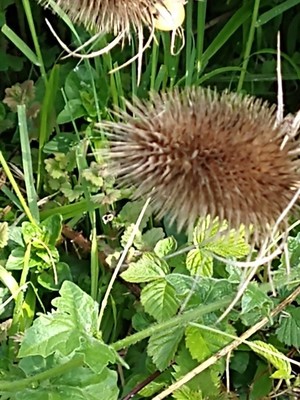 photo of Teasel
