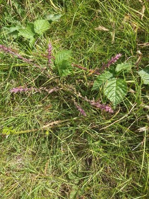 photo of Red Bartsia