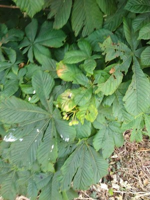 photo of Horse Chestnut