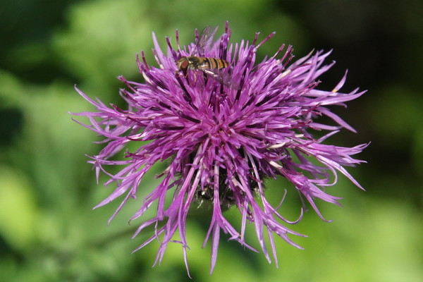 photo of Greater Knapweed
