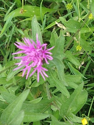 photo of Brown Knapweed