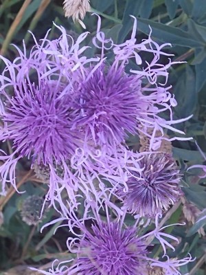 photo of Greater Knapweed