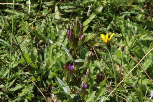 photo of Autumn Gentian
