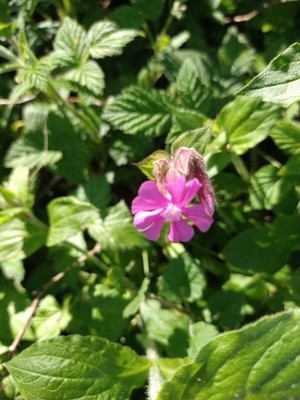 photo of Red Campion