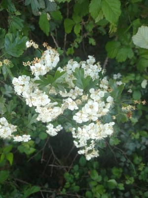 photo of Hawthorn