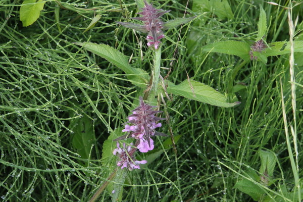 photo of Marsh Woundwort