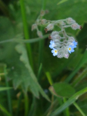 photo of Field Forget Me Not